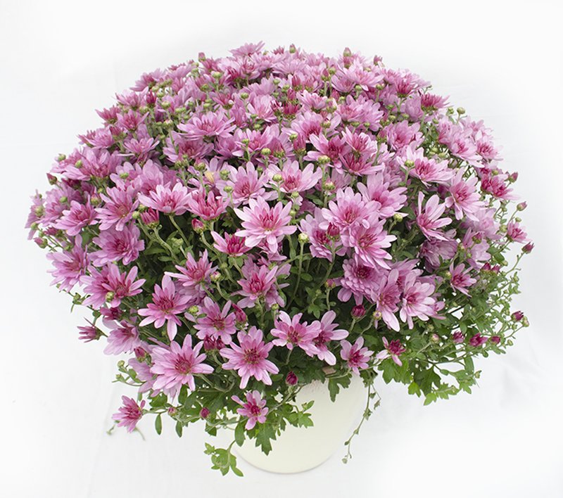 Crizantema (Chrysanthemum indicum H 30 cm)