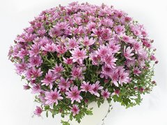 Crizantema (Chrysanthemum indicum H 30 cm)